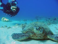Diver checking out a Hawaiian green sea turtle. Maui, Haw... by Todd Meadows 